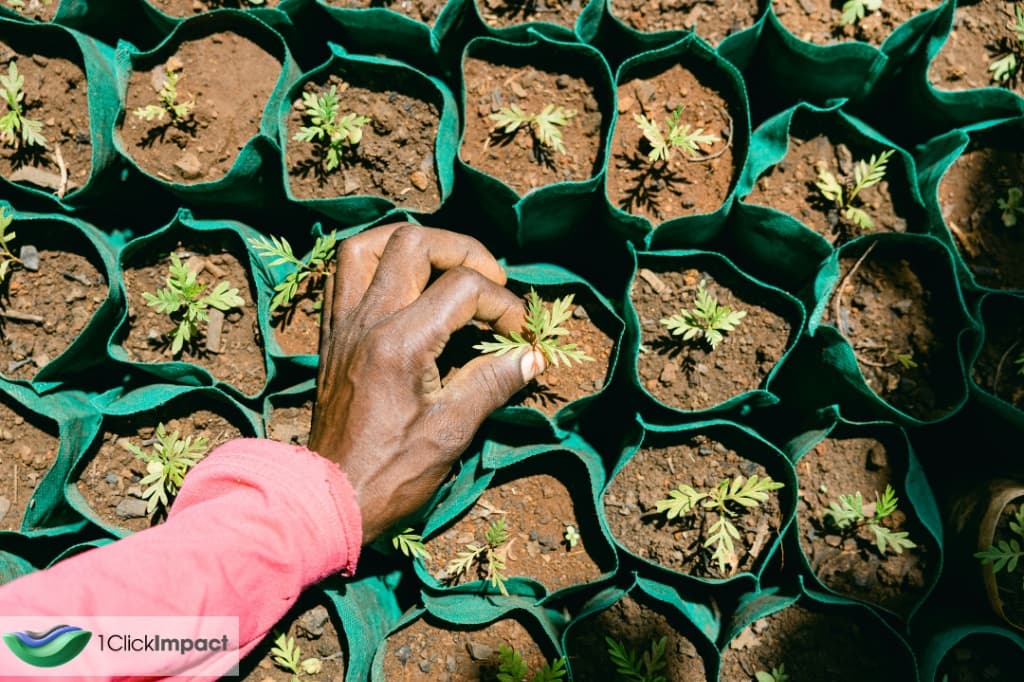 Hands planting a memorial tree sapling