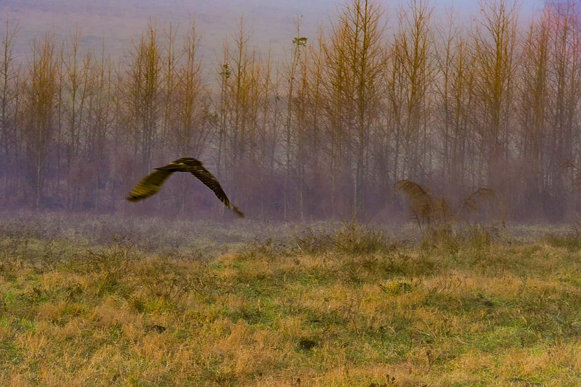 Frederick Ludwikowski memorial cover