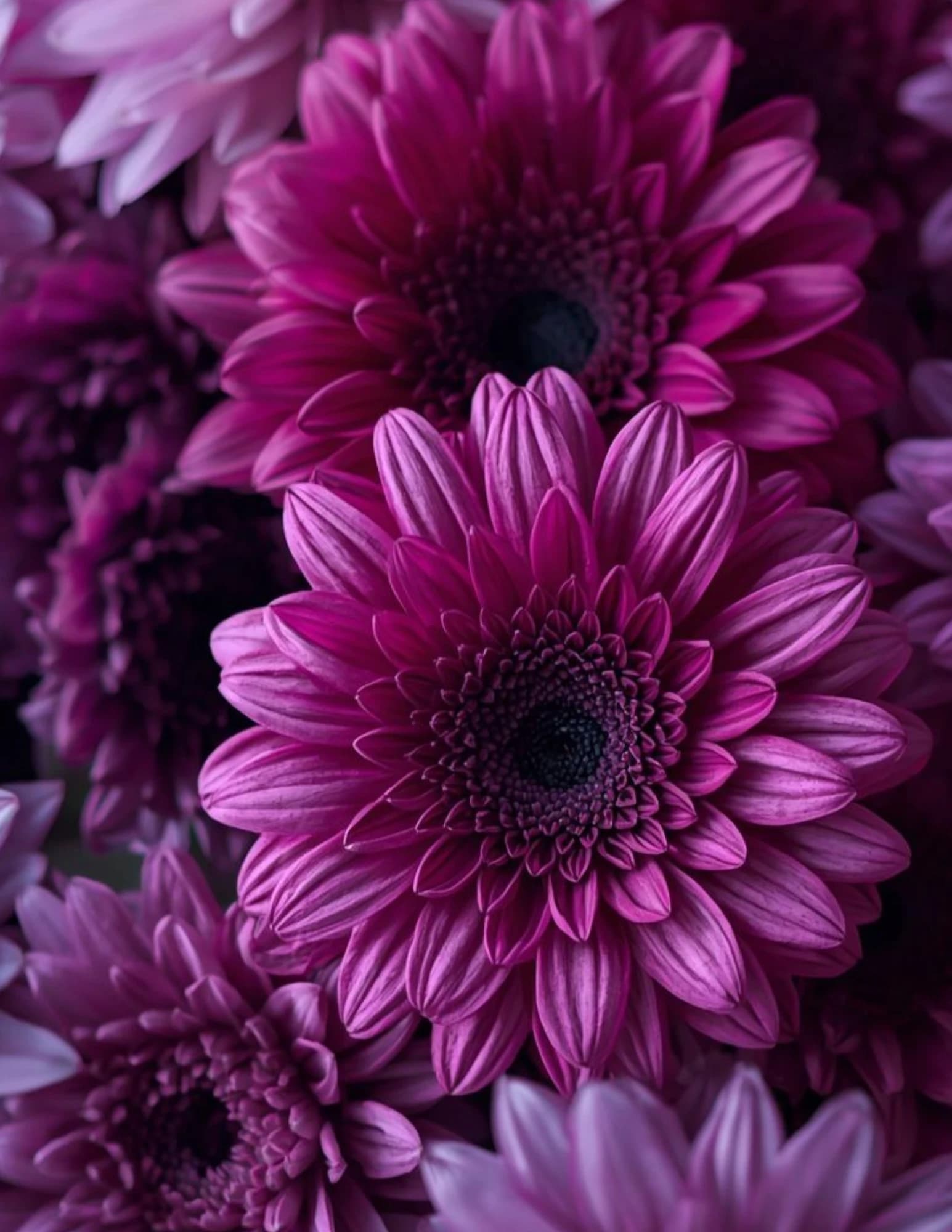 Joshelle Lewis memorial cover